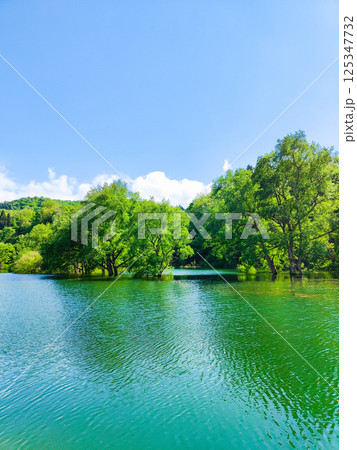 白川湖の水没林 白川湖の水没林 125347732