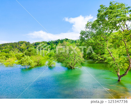 白川湖の水没林 125347736