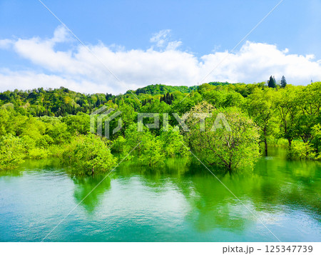 白川湖の水没林 125347739