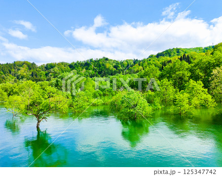 白川湖の水没林 125347742