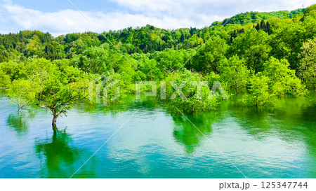 白川湖の水没林 125347744