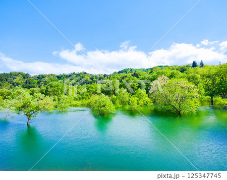 白川湖の水没林 125347745
