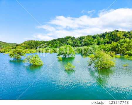白川湖の水没林 125347748
