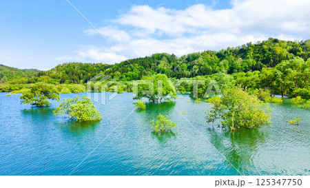 白川湖の水没林 125347750