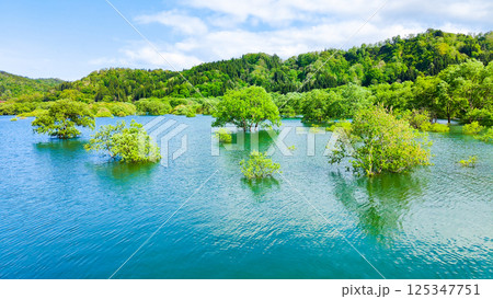 白川湖の水没林 125347751