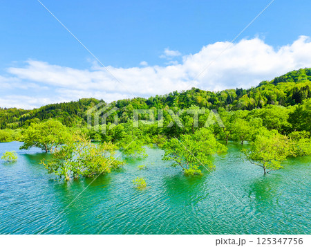 白川湖の水没林 125347756