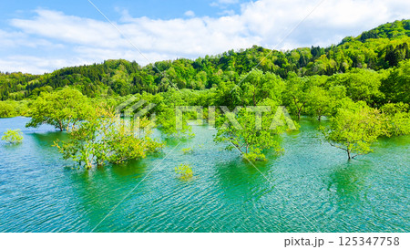 白川湖の水没林 125347758
