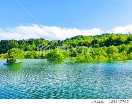 白川湖の水没林 125347767