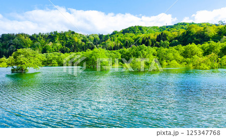 白川湖の水没林 125347768