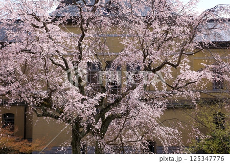 京都府庁旧本館　満開の桜 125347776