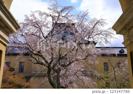 京都府庁旧本館　満開の桜 125347780