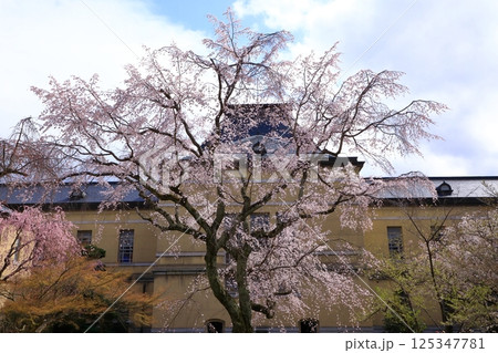 京都府庁旧本館 満開の桜 京都府庁旧本館 満開の桜 125347781