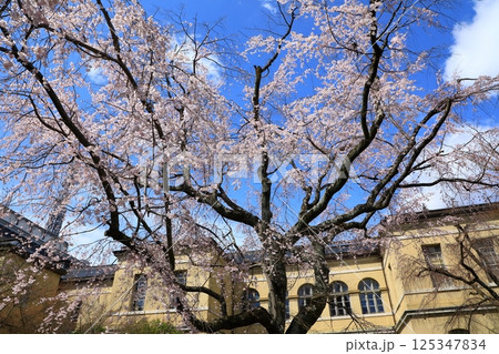 京都府庁旧本館　満開の桜 125347834