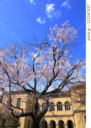 京都府庁旧本館　満開の桜 125347837