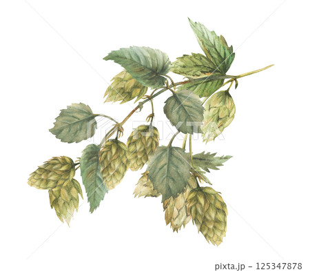 Watercolor hops branch. Hop bitter leaves and green cones plant curly twig stem. Floral harvest. Hand drawn watercolor illustration for beer label for use by brewing industry. Clipart isolated from 125347878