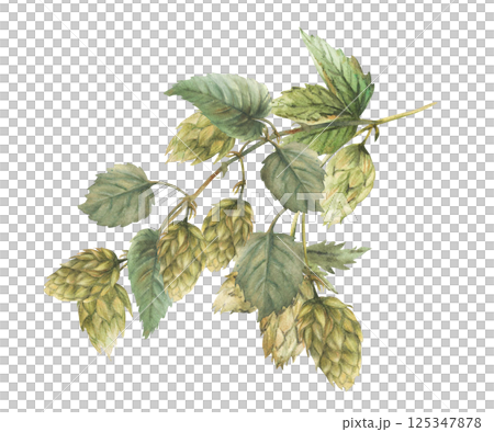 Watercolor hops branch. Hop bitter leaves and green cones plant curly twig stem. Floral harvest. Hand drawn watercolor illustration for beer label for use by brewing industry. Clipart isolated from 125347878
