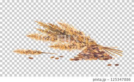 Heap of malt with malt spike bouquet for the production of beer, ale. Whole grain, pile of malt watercolor realistic painted illustration isolated from the background for food, alcohol drink label. 125347886