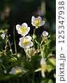 White wildflowers blooming in sunlight with yellow centers and green foliage in a spring meadow 125347938