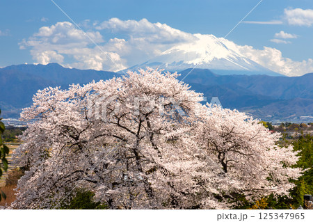 山梨県韮崎市旭町　蕃竹山大公寺境内の満開の桜越しの富士山の景色 125347965