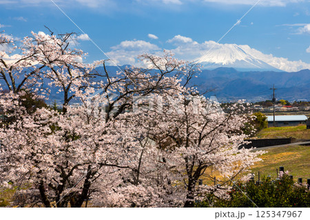 山梨県韮崎市旭町 蕃竹山大公寺境内の満開の桜越しの富士山の景色 山梨県韮崎市旭町 蕃竹山大公寺境内の満開の桜越しの富士山の景色 125347967