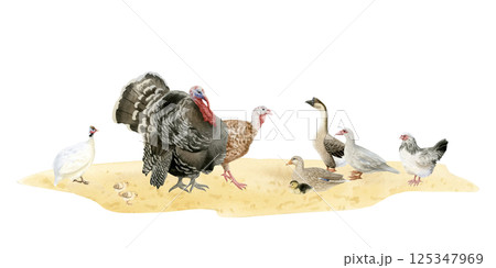 Poultry yard birds horizontal watercolor isolated illustration. Ducks, geese, turkeys, chickens and guinea fowls on sand ground clipart in hand drawn realistic style. Fall farm for village designs 125347969