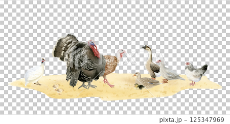 Poultry yard birds horizontal watercolor isolated illustration. Ducks, geese, turkeys, chickens and guinea fowls on sand ground clipart in hand drawn realistic style. Fall farm for village designs 125347969
