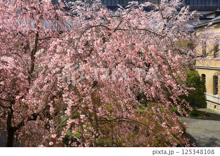 京都府庁旧本館 満開の桜 京都府庁旧本館 満開の桜 125348108