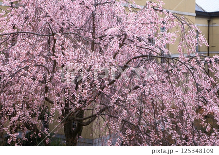 京都府庁旧本館 満開の桜 京都府庁旧本館 満開の桜 125348109