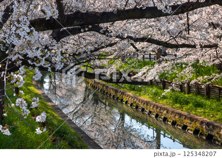 埼玉県川越市氷川町　氷川神社裏の誉桜と呼ばれる新河岸川沿いの桜並木と川面の水鏡 125348207