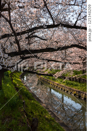 埼玉県川越市氷川町 氷川神社裏の誉桜と呼ばれる新河岸川沿いの桜並木と川面の水鏡 埼玉県川越市氷川町 氷川神社裏の誉桜と呼ばれる新河岸川沿いの桜並木と川面の水鏡 125348209