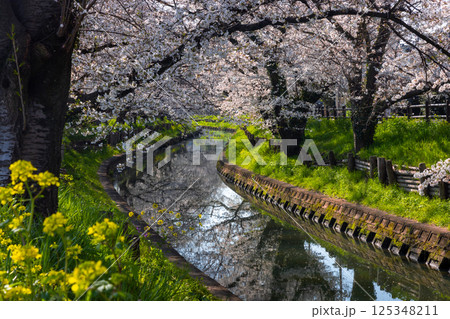 埼玉県川越市氷川町　氷川神社裏の誉桜と呼ばれる新河岸川沿いの桜並木と川面の水鏡 125348211