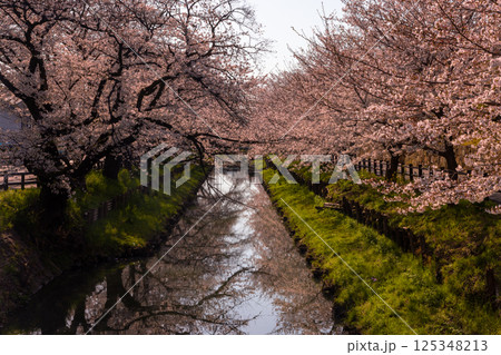埼玉県川越市氷川町 氷川神社裏の誉桜と呼ばれる新河岸川沿いの桜並木と川面の水鏡 埼玉県川越市氷川町 氷川神社裏の誉桜と呼ばれる新河岸川沿いの桜並木と川面の水鏡 125348213