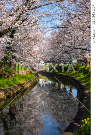 埼玉県川越市氷川町　氷川神社裏の誉桜と呼ばれる新河岸川沿いの桜並木と川面の水鏡 125348217