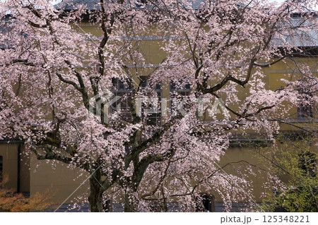 京都府庁旧本館 満開の桜 京都府庁旧本館 満開の桜 125348221