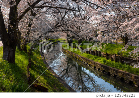埼玉県川越市氷川町　氷川神社裏の誉桜と呼ばれる新河岸川沿いの桜並木と川面の水鏡 125348223