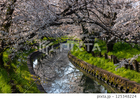 埼玉県川越市氷川町 氷川神社裏の誉桜と呼ばれる新河岸川沿いの桜並木と川面の水鏡 埼玉県川越市氷川町 氷川神社裏の誉桜と呼ばれる新河岸川沿いの桜並木と川面の水鏡 125348224