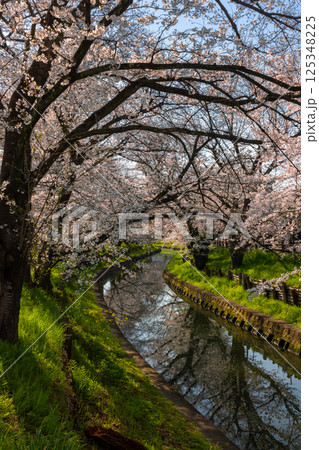 埼玉県川越市氷川町　氷川神社裏の誉桜と呼ばれる新河岸川沿いの桜並木と川面の水鏡 125348225