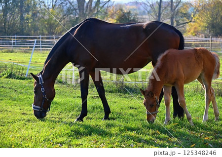 A beautiful horse is grazing on a green meadow on a sunny day. Concept for animals and nature. 125348246