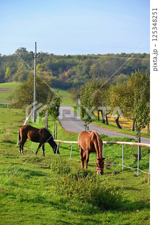 A beautiful horse is grazing on a green meadow on a sunny day. Concept for animals and nature. A beautiful horse is grazing on a green meadow on a sunny day. Concept for animals and nature. 125348251