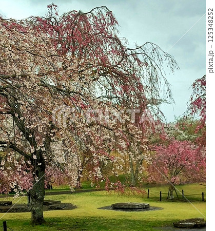 いろいろな桜の春の公園風景 いろいろな桜の春の公園風景 125348252