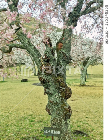 いろいろな桜の春の公園風景 いろいろな桜の春の公園風景 125348258