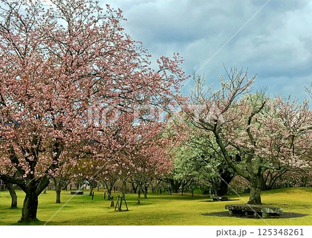 いろいろな桜の春の公園風景 いろいろな桜の春の公園風景 125348261