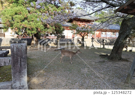 奈良市にある東大寺二月堂へ至る参道の風景 奈良市にある東大寺二月堂へ至る参道の風景 125348272