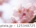 春の光を浴びる桜 125348725