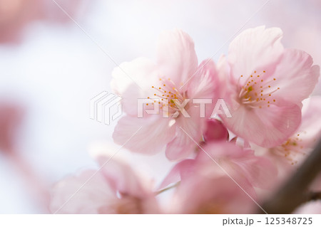 春の光を浴びる桜 春の光を浴びる桜 125348725