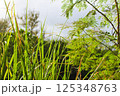 水辺に生える草 125348763