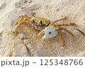 砂浜の白いカニ 125348766