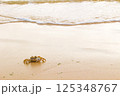 波打ち際の白いカニ 125348767
