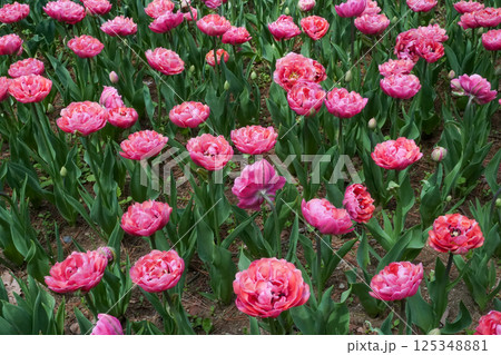 鮮やかなピンク色の花びらのチューリップ 125348881