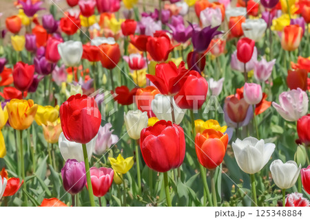 美しいチューリップの花 125348884